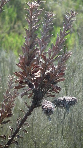 Paranomus reflexus, photograph 5