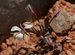Pelargonium vinaceum