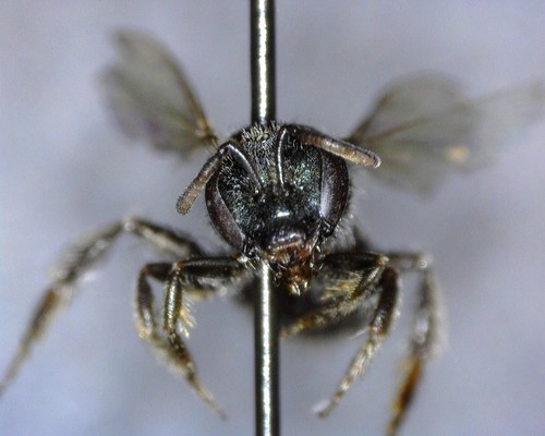 iNaturalist observation photo of Incomplete Sweat Bee