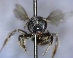 Lasioglossum incompletum