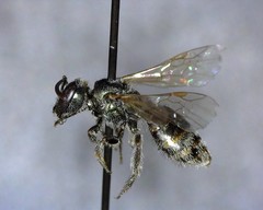 Lasioglossum incompletum