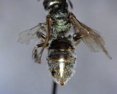 Lasioglossum incompletum