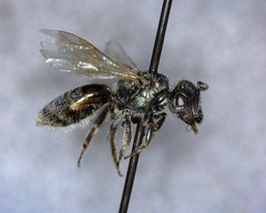 Lasioglossum incompletum