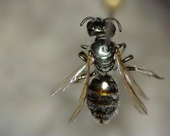 Lasioglossum incompletum