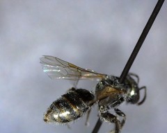 Lasioglossum incompletum