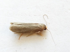 Achroia grisella