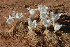 Gethyllis namaquensis