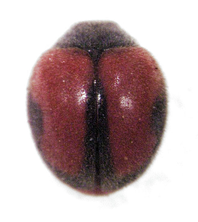Koebele's ladybird