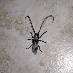 Oncideres cingulata texana