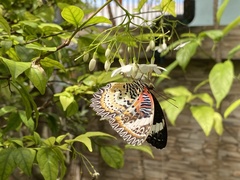 Cethosia cyane