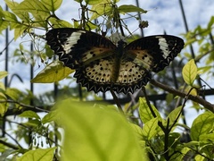 Cethosia cyane
