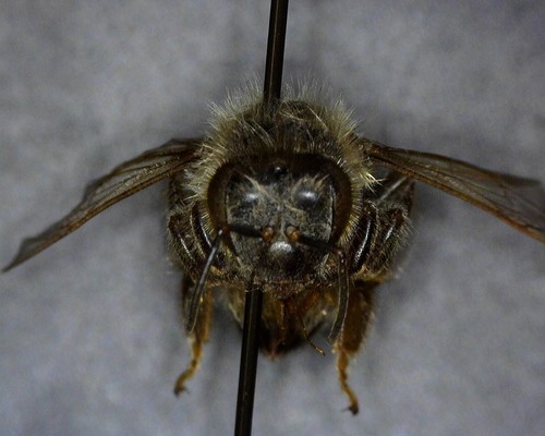 iNaturalist observation photo of Western Honey Bee