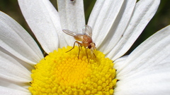 Siphona lutea