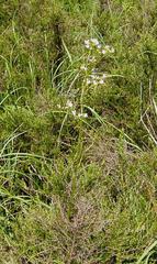 Valeriana capensis var. capensis image