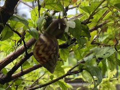 Lissachatina fulica