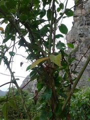 Muehlenbeckia tamnifolia