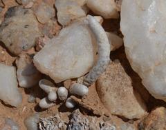 Anacampseros papyracea perplexa