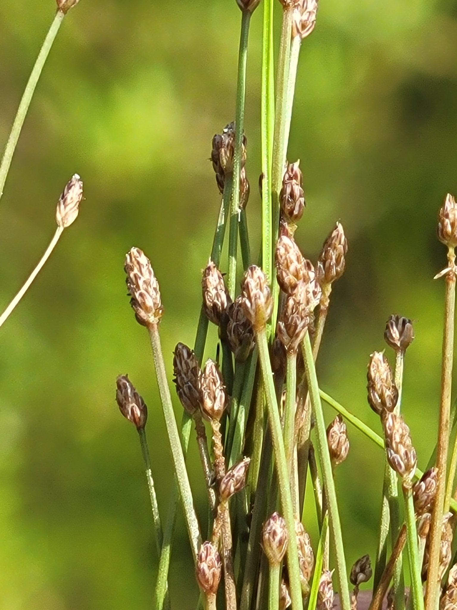 Eleocharis nigrescens