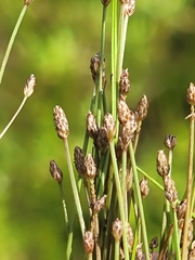 Eleocharis nigrescens