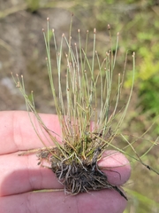 Eleocharis nigrescens