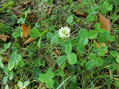 Trifolium repens