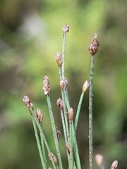 Eleocharis nigrescens
