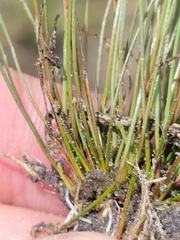 Eleocharis nigrescens