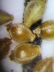 Eleocharis nigrescens