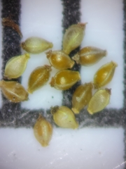 Eleocharis nigrescens