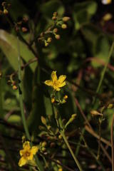 Villarsia capensis