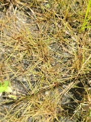 Eleocharis nigrescens
