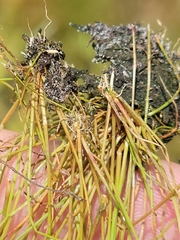 Eleocharis nigrescens