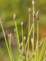 Eleocharis nigrescens
