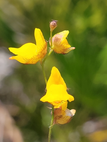 Image of Utricularia simulans by (c) Jay Horn, some rights reserved (CC BY)