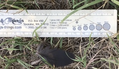 Cathartiformes