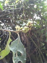 Varronia cylindrostachya