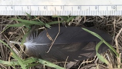 Cathartiformes