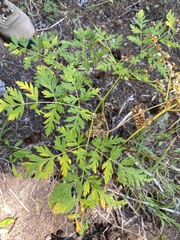 Ligusticum porteri