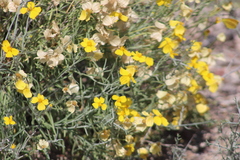 Psilostrophe cooperi