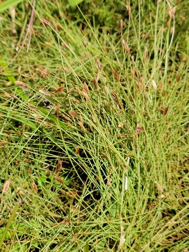 Eleocharis baldwinii image