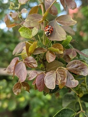 Harmonia axyridis