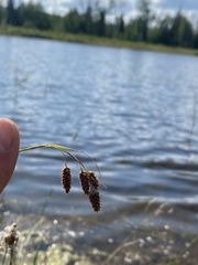 Carex atratiformis