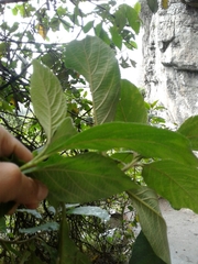 Varronia cylindrostachya