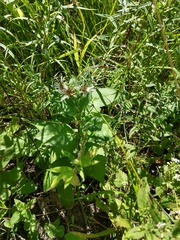 Eurybia furcata