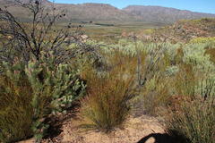 Paranomus bracteolaris