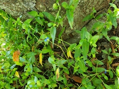 Commelina communis