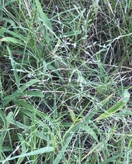 Eragrostis curtipedicellata