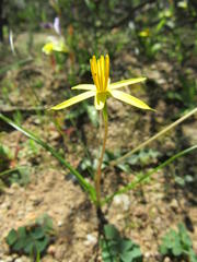 Pauridia serrata serrata