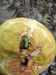Scarabaeidae