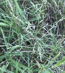 Eragrostis curtipedicellata